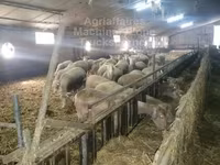 Oveja, Ile-de-France sheep — foto 2