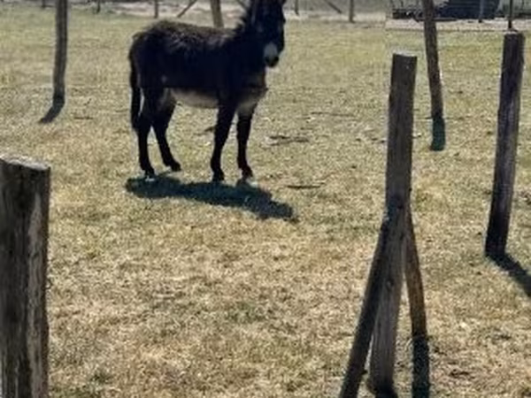 Koń, Kerry Bog Pony