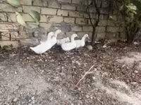 Ducks — الصورة 2