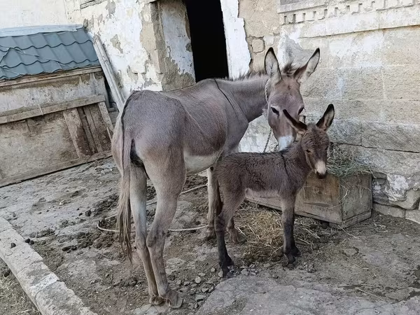 Ewwey südu satılır min derde derman esasen de xerceng qizilca ve goy
