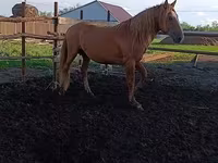 Koń, Kushum Horse — zdjęcie 1