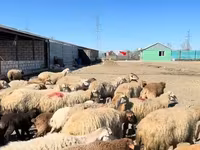 Qoç, Qoyunlar — foto 8