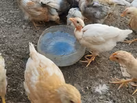 Chickens — photo 1