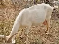 母山羊, Saanen goat — 照片 1