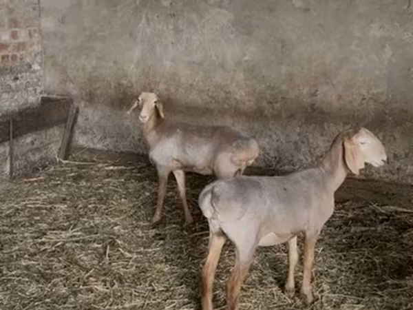 Вівця, Hissar sheep