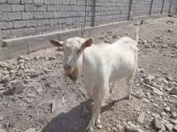 Bode, Saanen goat — foto 2