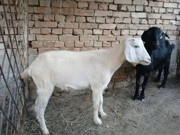 Koza, Kozy