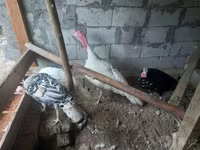 Turkeys — الصورة 1