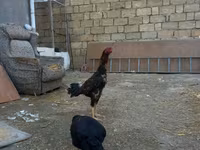 Chickens — foto 3