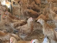 Chickens — photo 3