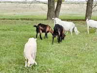Koza, Saanen goat — foto 7