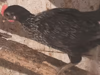 Australian Pit Game fowl — Foto 4