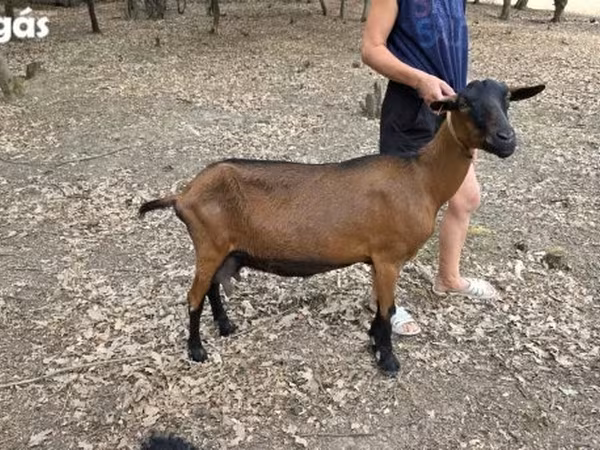 Koza, Alpine goat