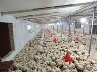 Chickens — zdjęcie 6