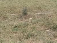 Goats (batch, sex not specified), Goats — photo 5