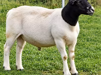 Qoç, Beltex sheep — foto 1