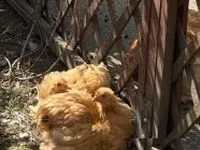 Pekin Bantam — foto 2