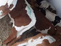 İribuynuzlu mal-qara (partiya, cinsi göstərilməyib), Simmental cattle — foto 2