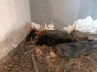 Boar, Pigs — photo 8