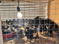 Australian Pit Game fowl — Foto 1