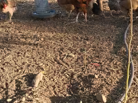 Chickens — photo 3