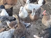 Ducks — foto 6