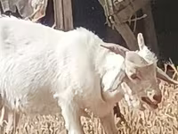 Koza, Kozy — foto 2