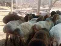 मेढ़ा, Arashan sheep — फ़ोटो 2