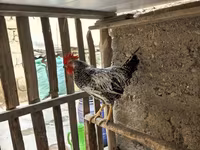 Chickens — foto 2