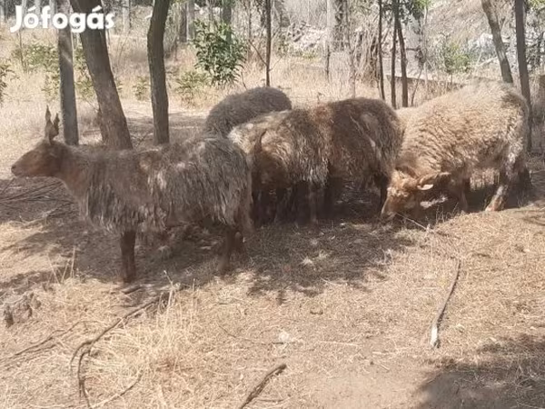 Баран, Racka sheep