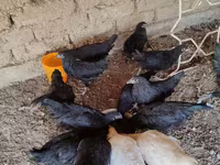 Australorp — foto 1