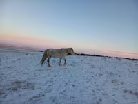 Madyan, Yakutian horse — foto 2