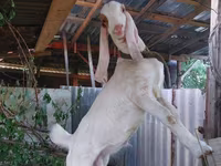 Kozioł, Kamori goats — zdjęcie 1