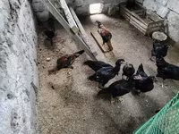 Chickens — Foto 2