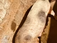 خنزيرة, الخنازير — الصورة 1