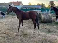 Aygʻir, Dutch warmblood horse — 8-rasm