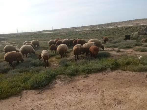Ram, Sheep — Azerbaijan