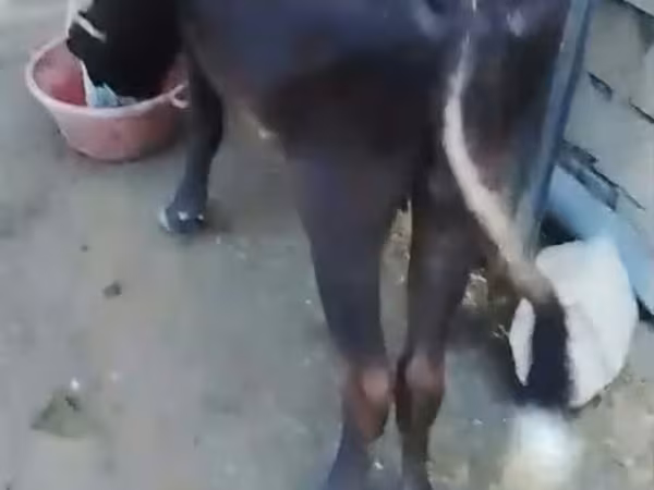 गाय, मवेशी