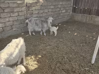山羊（批次，未指定性别）, Goats — 照片 3