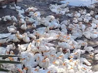 Ducks — foto 1