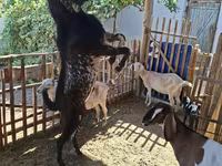 Keçi, Beetal goats — foto 4
