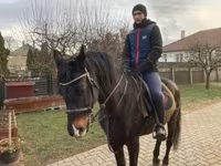 Kůň, Furioso-North Star — foto 2