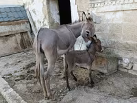 Ewwey südu satılır min derde derman esasen de xerceng qizilca ve goy — Foto 2