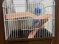 Hamster və ya kiçik gəmiricilər üçün tam dəst: - İki mərtəbəli qəfəs — 照片 2