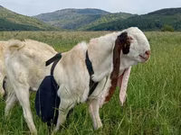 Taka, Gulabi goats — 3-rasm