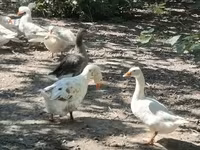Geese — Foto 5
