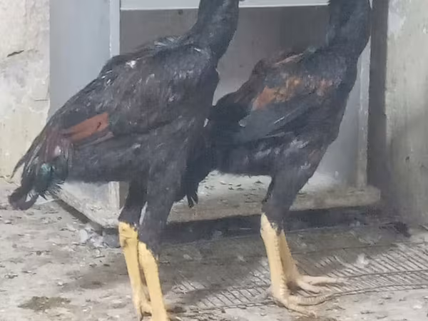 Chickens