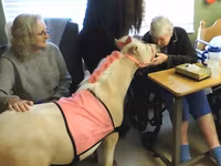 Stute, Miniature horse — Foto 4