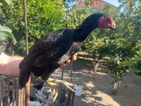 Chickens — photo 6