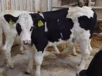 ثور, Simmental cattle — الصورة 4